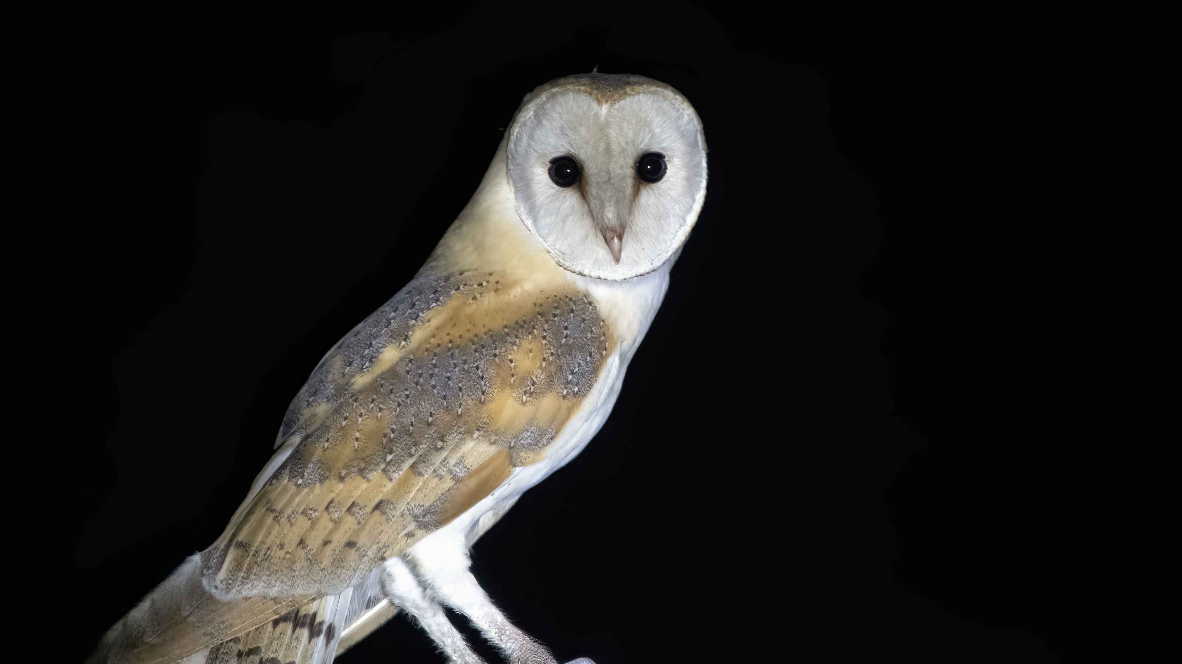Barn Owl